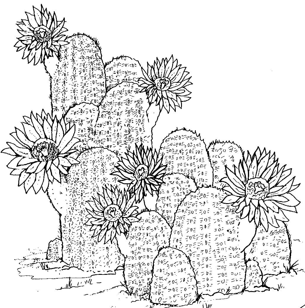 Målarbild Kaktusar