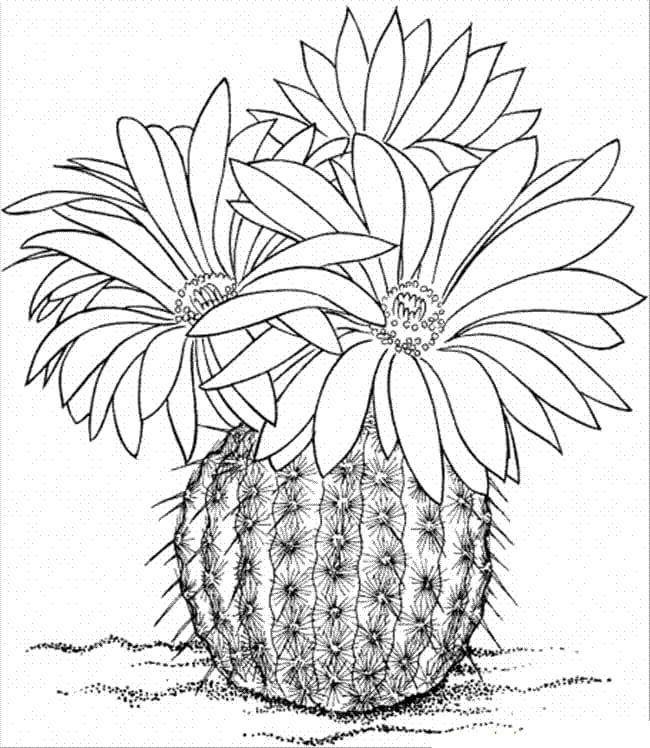 Målarbild Rutilans Kaktus