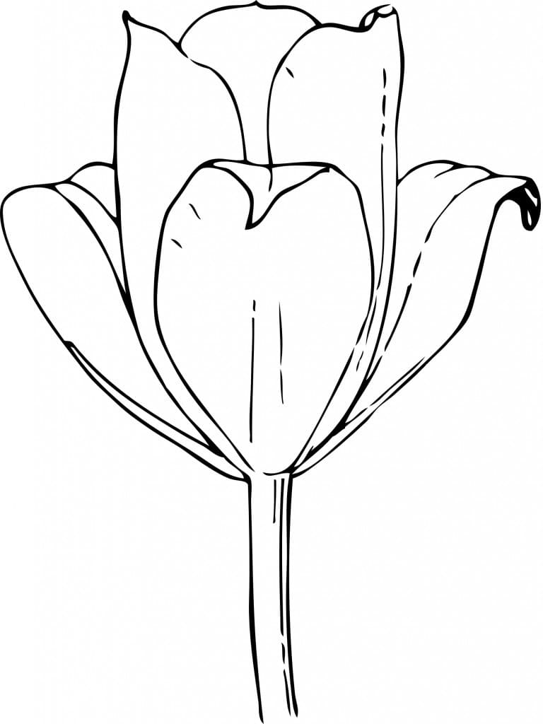 Målarbild Tulpan bBomma