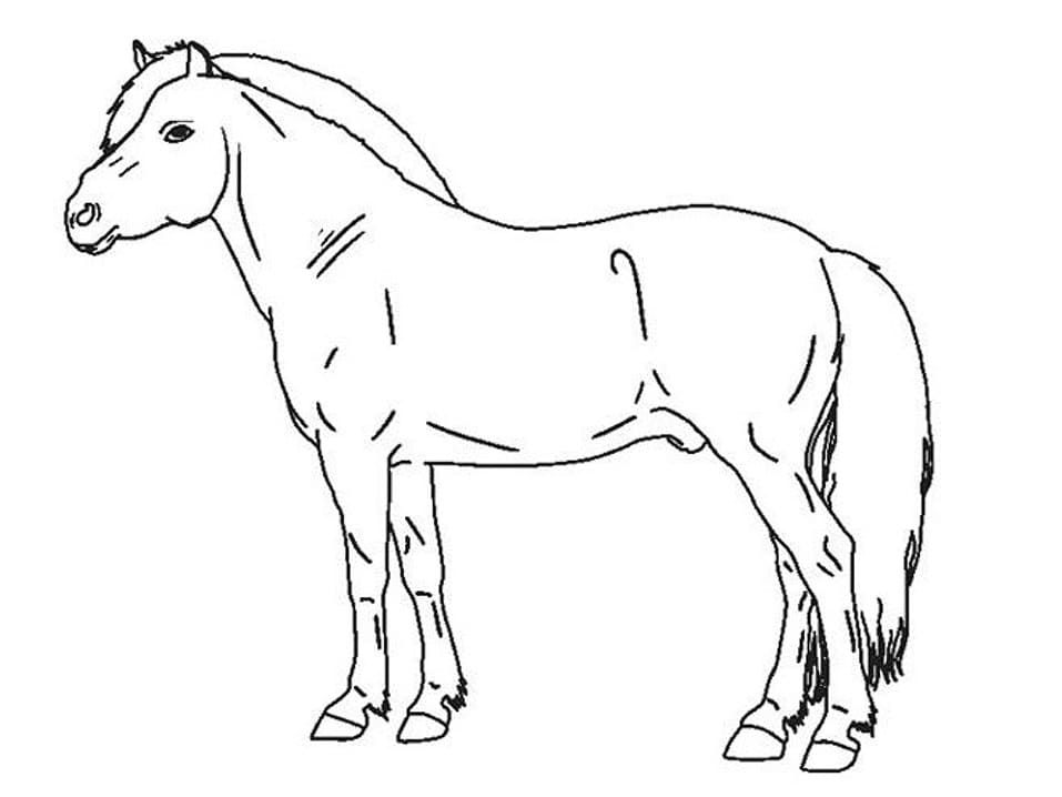 Målarbild Häst (6)