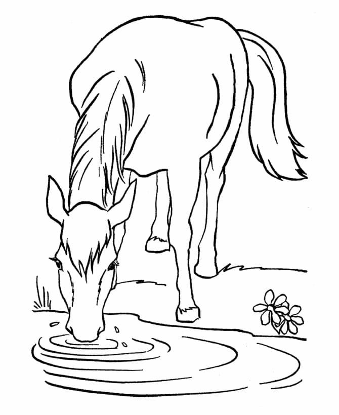Målarbild Häst Dricker Vatten