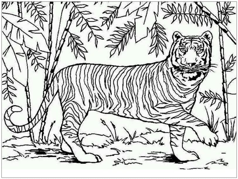 Målarbild Asiatisk Tiger