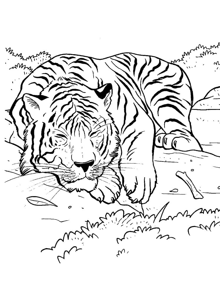 Målarbild En Sovande Tiger
