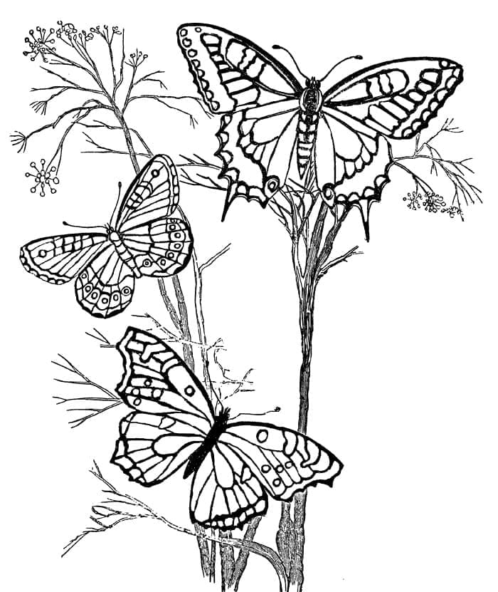 Målarbild Fjärilar
