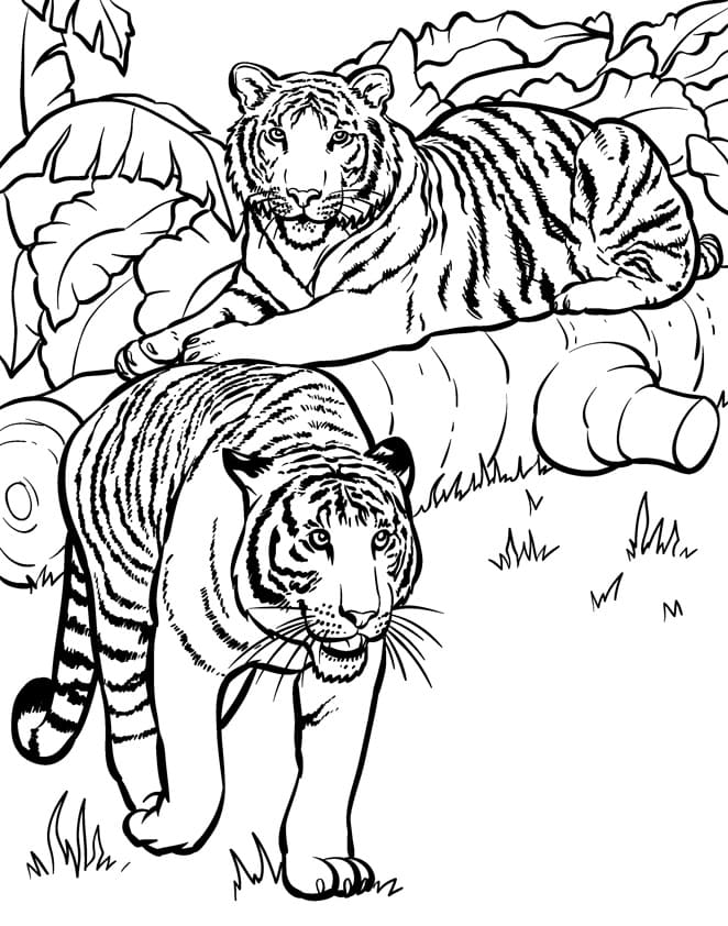 Målarbilder Tiger