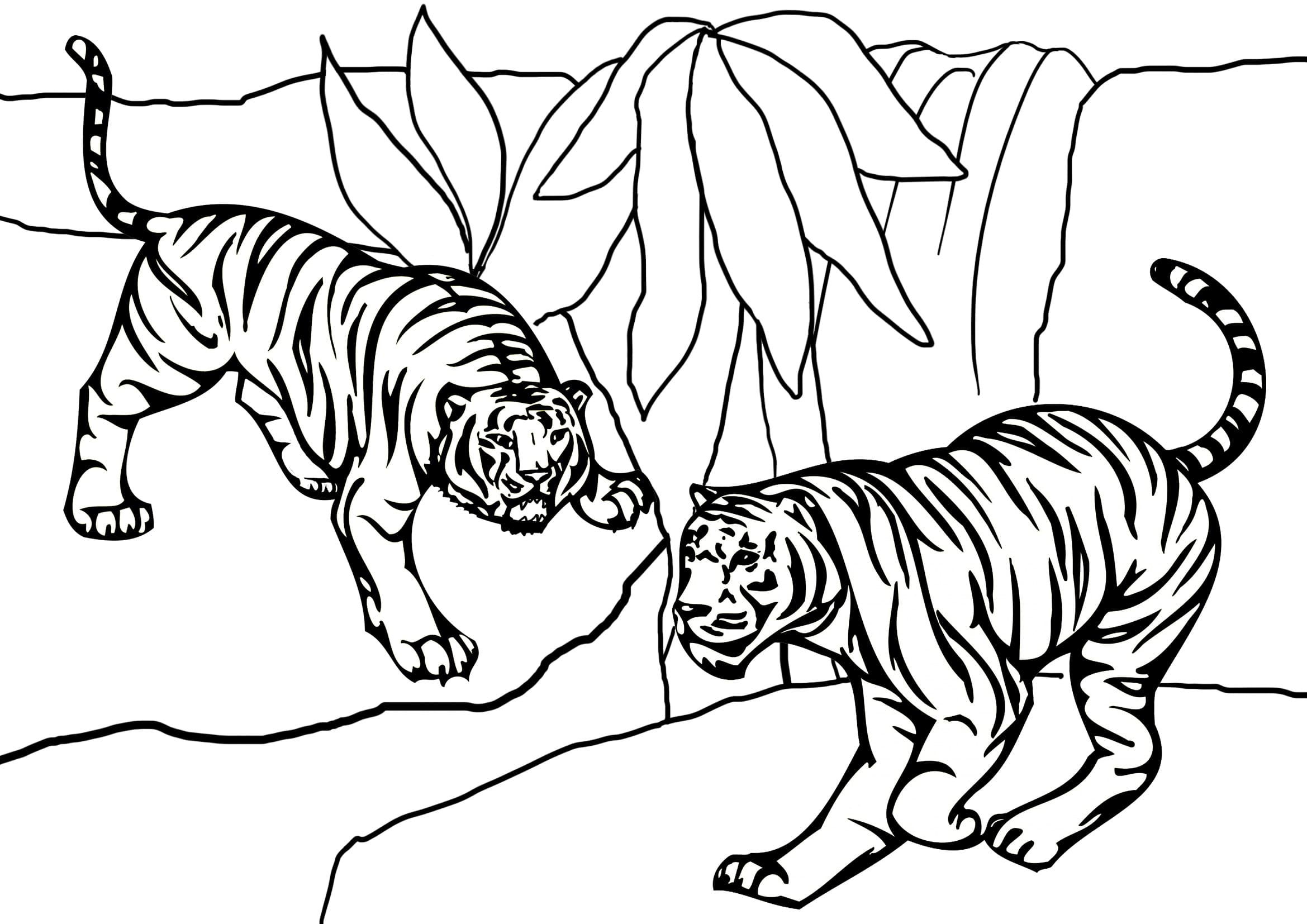 Målarbild Två Tigrar