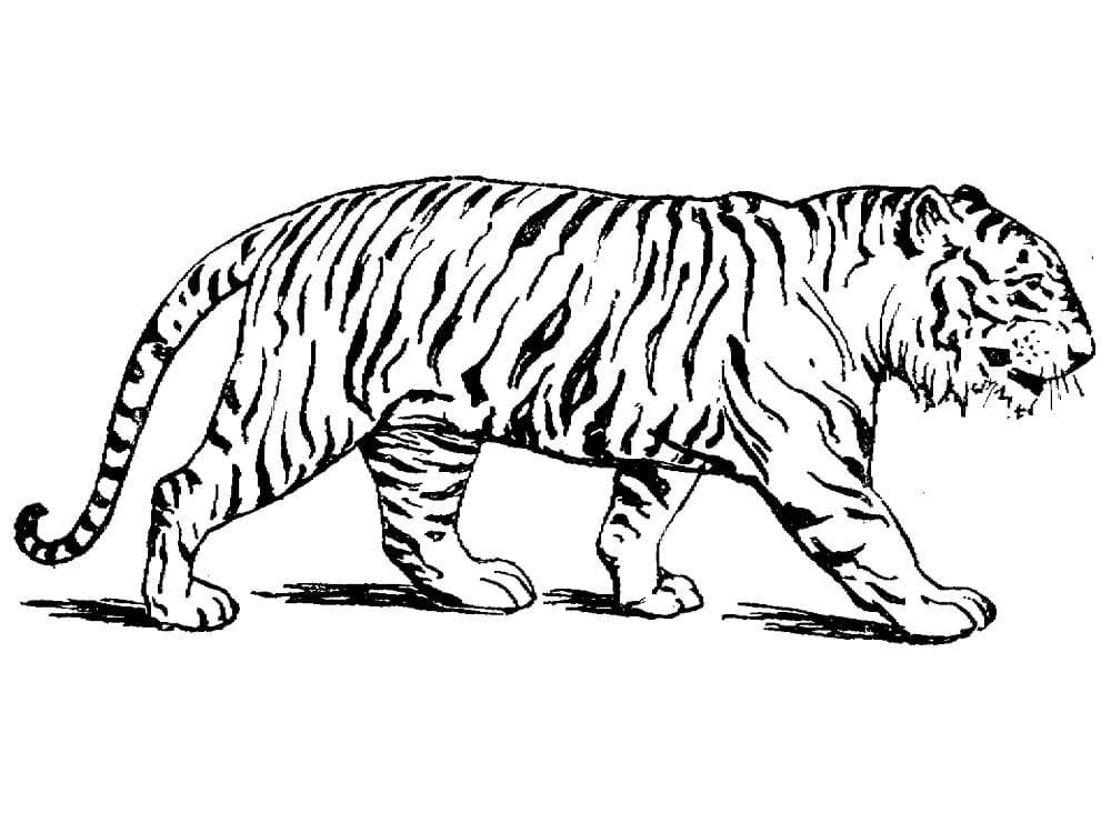 Målarbild Vandring Tiger