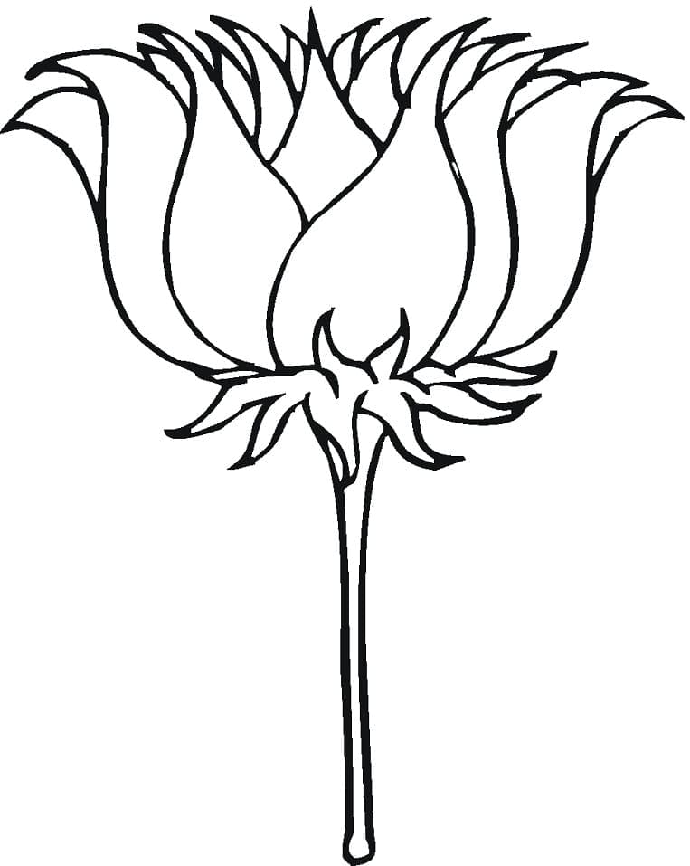 Målarbild Enkel Lotus