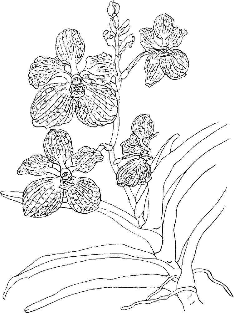 Målarbild Fin Orkidé