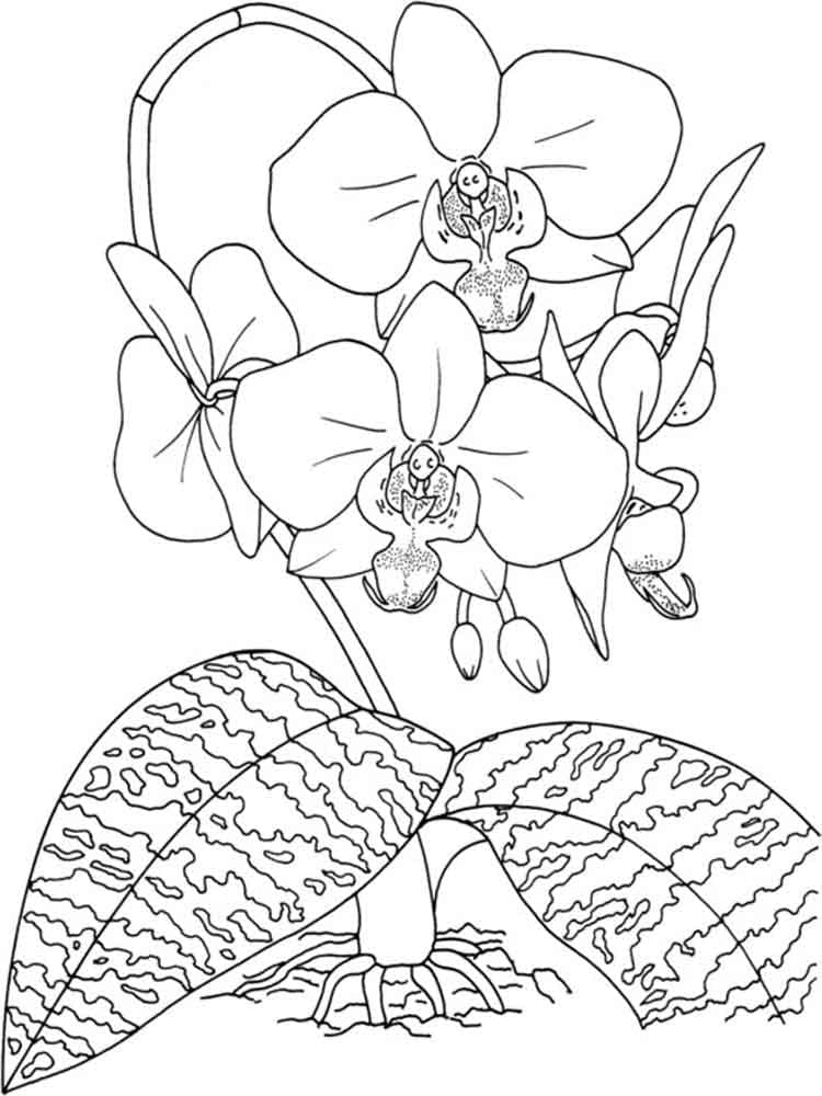 Målarbild Fin Orkidéblomma