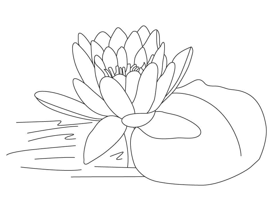 Målarbild Ganska Lotusblomma