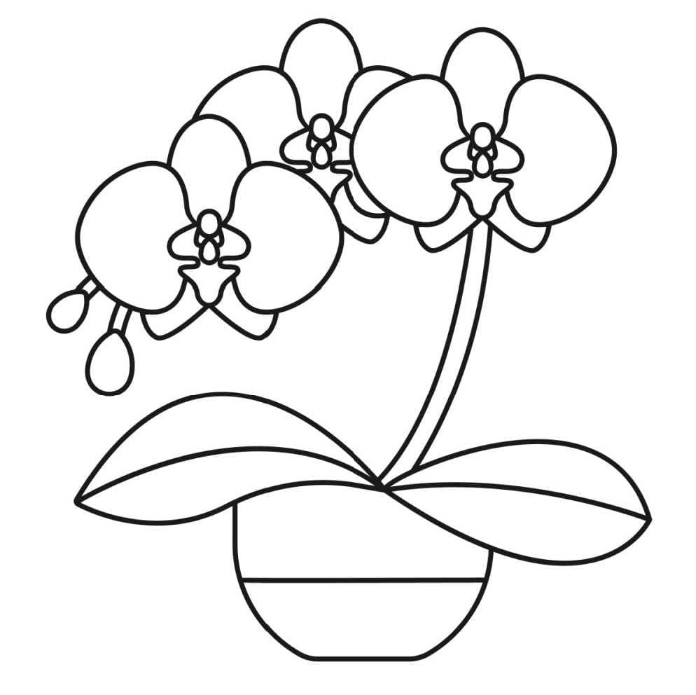 Målarbild Härlig Orkidé i Kruka