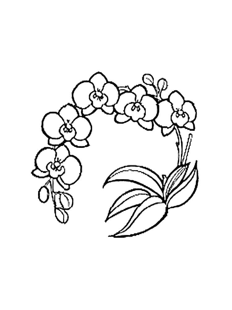 Målarbild Härliga Orkidéblommor