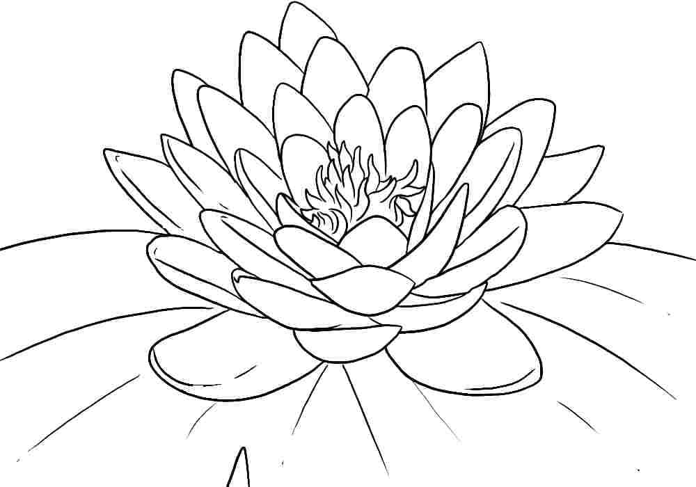 Målarbild Lotus för Barn