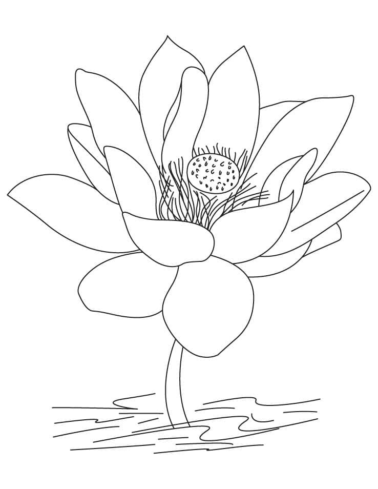 Målarbild Lotus Gratis