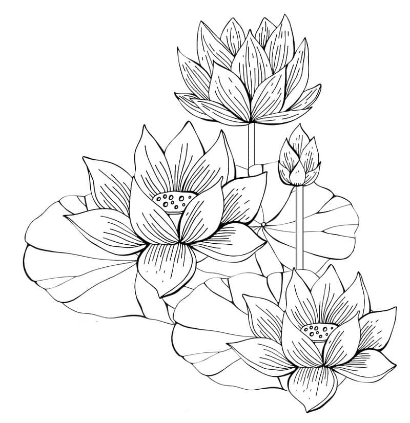 Målarbild Lotusblommor