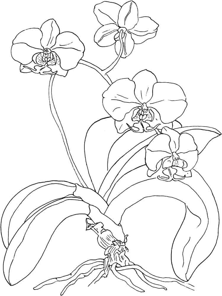 Målarbild Mycket Vacker Orkidé