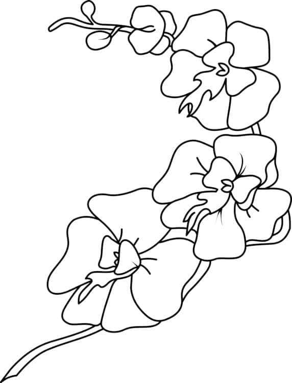 Målarbild Orkidé Blomma