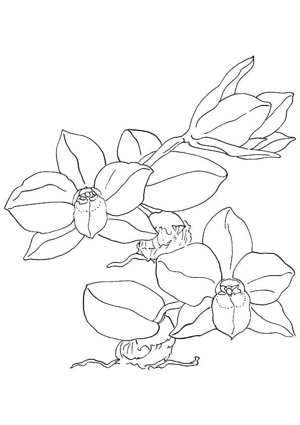 Målarbild Orkidé Blomma