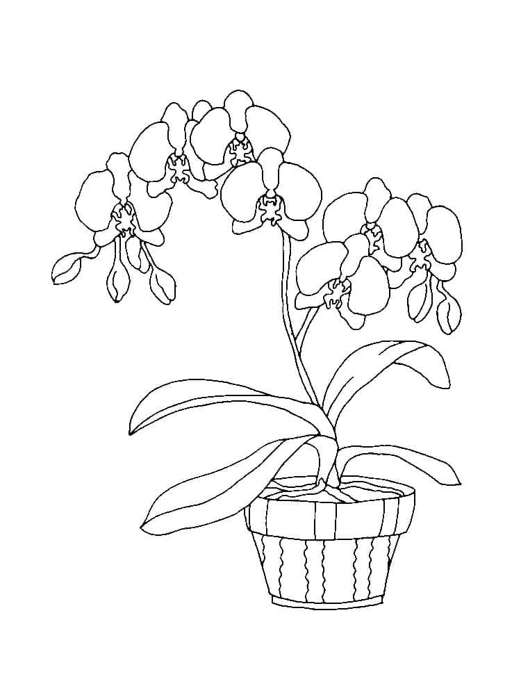 Målarbild Orkidé i en Kruka