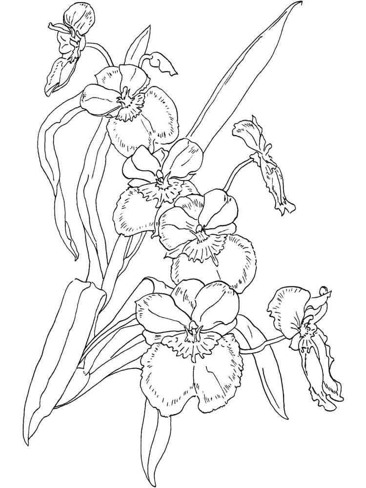Målarbild Orkidéblomma för Barn