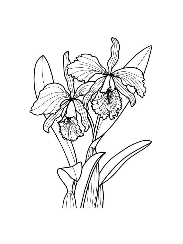 Målarbild Orkidéblomma Gratis