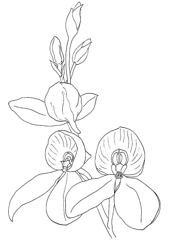 Målarbild Orkidéblommor