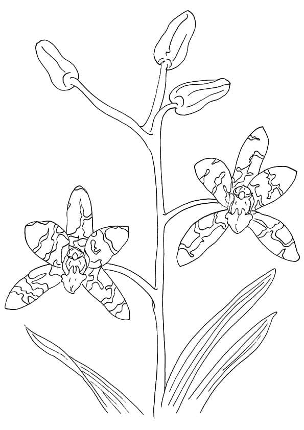 Målarbild Snygg Orkidé