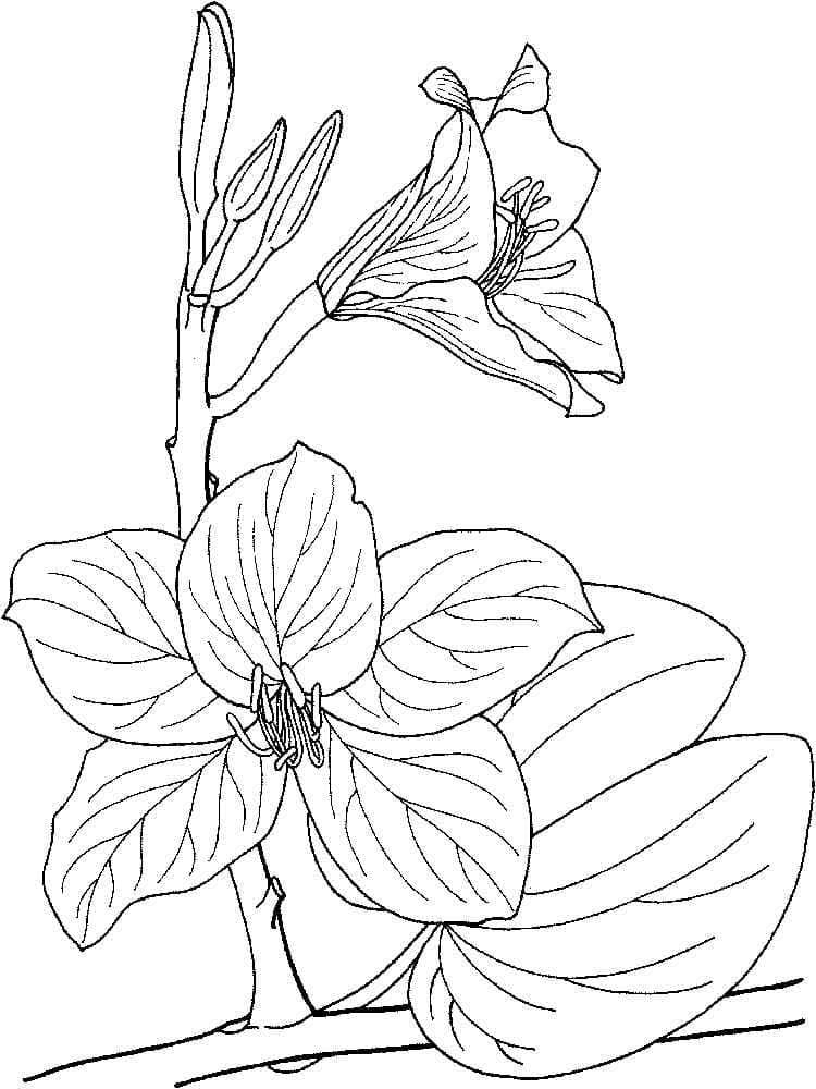 Målarbild Underbar Orkidé