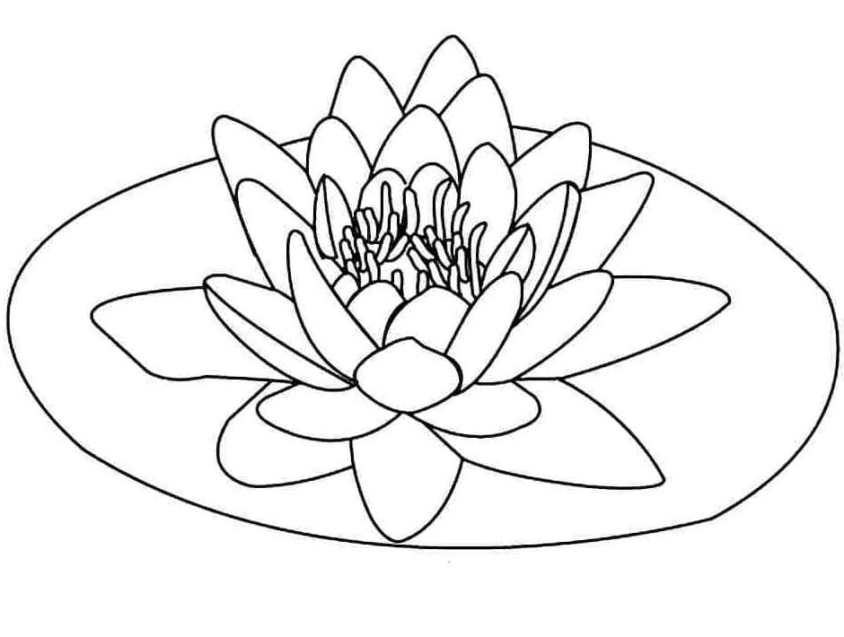 Målarbild Vacker Lotus