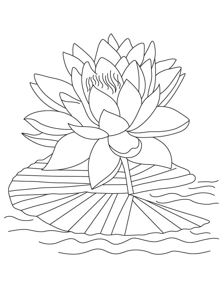 Målarbild Vacker Lotus