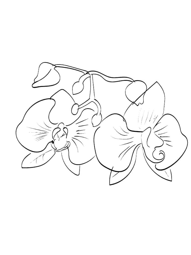 Målarbild Vacker Orkidé