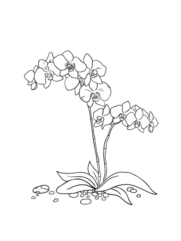 Målarbild Vacker Orkidéblomma