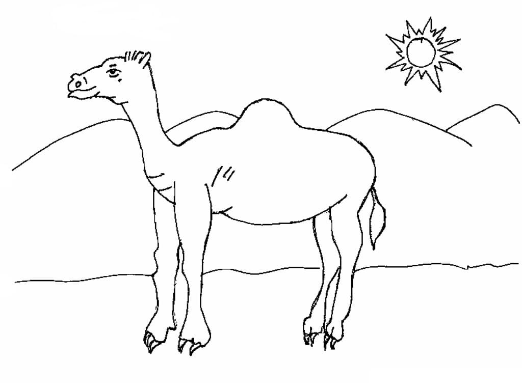 Målarbild En Kamel i Öknen