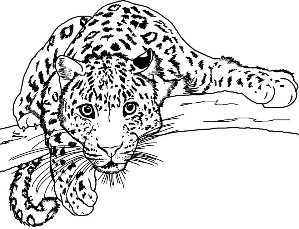Målarbild Leopard På Trädgrenen