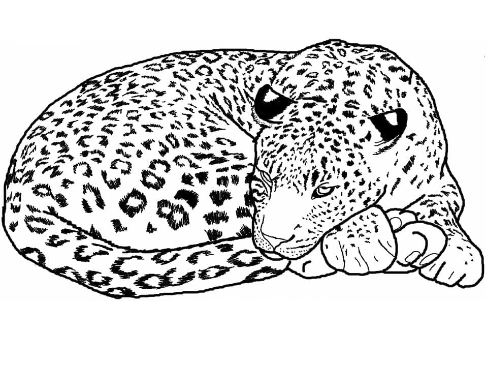 Målarbild Sovande Leopard
