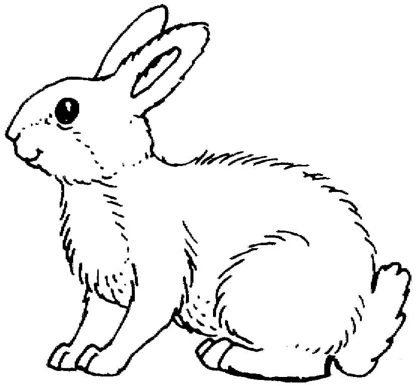 Målarbild Vit Kanin