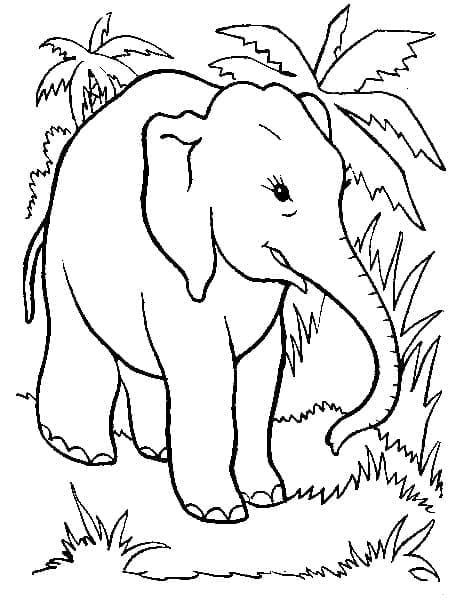 Målarbild Elefant i Det Vilda