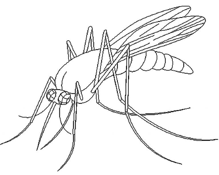 Målarbild En Mygga