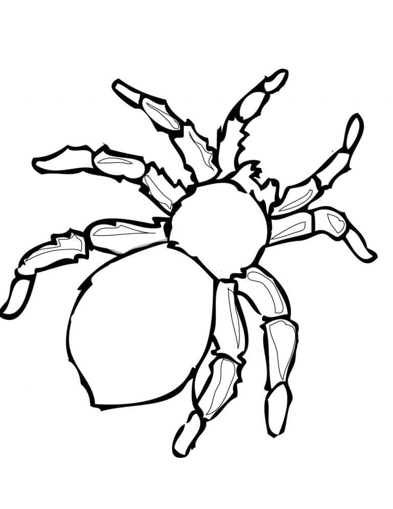 Målarbild En Spindel