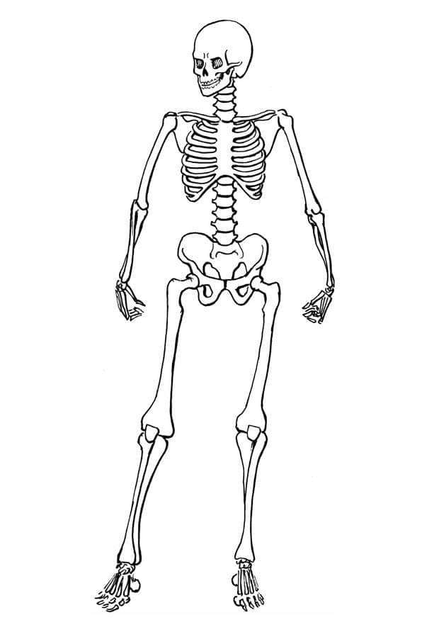 Målarbild Ett Skelett