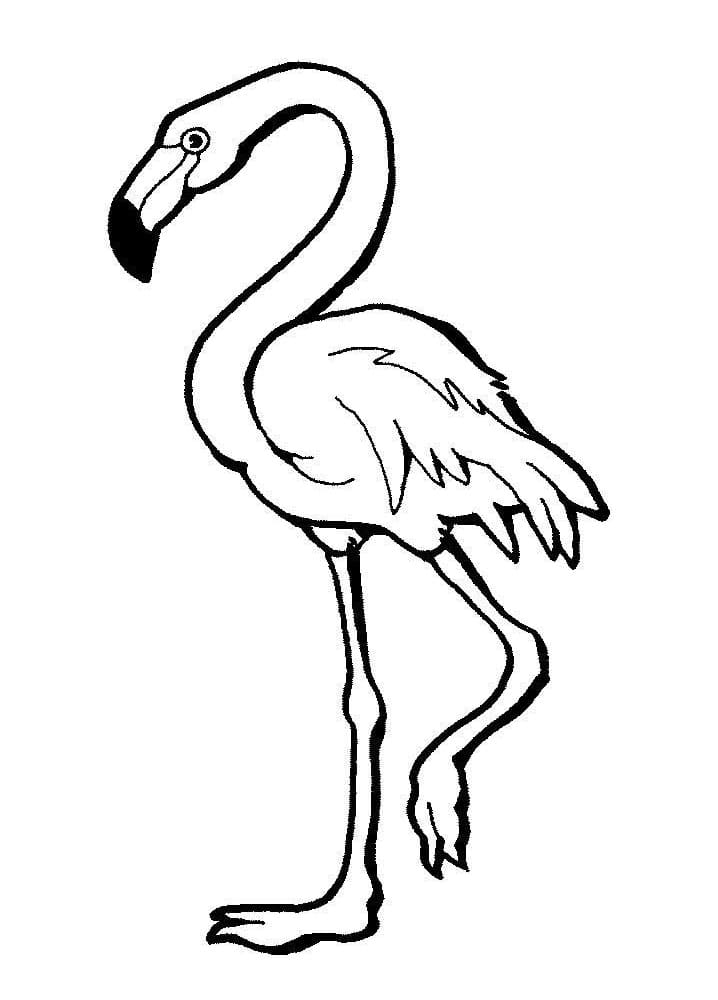 Målarbild Grundläggande Flamingo