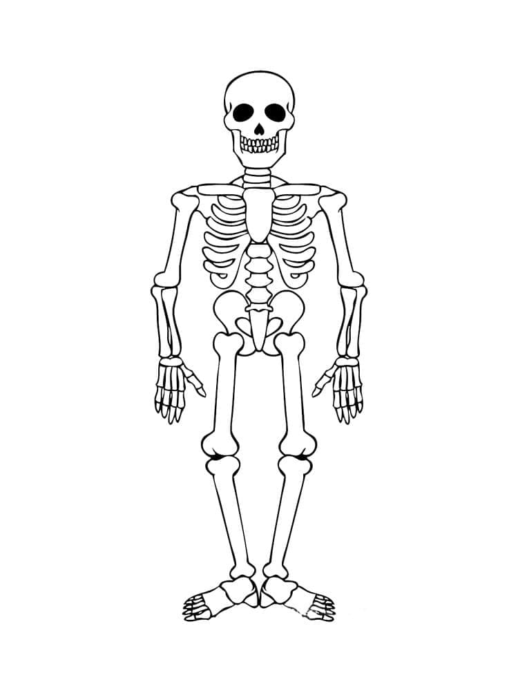 Målarbild Mänskligt Skelett