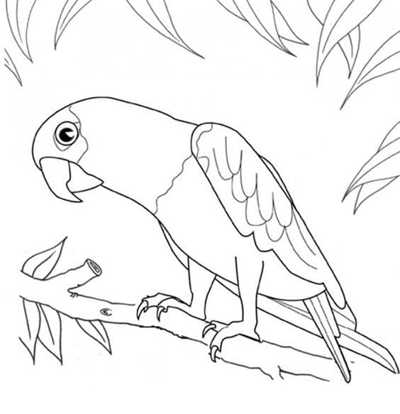 Målarbild Nyfiken Papegoja