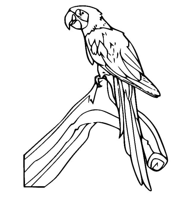 Målarbild Papegoja 2