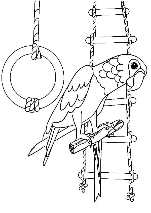 Målarbild Papegoja Husdjur