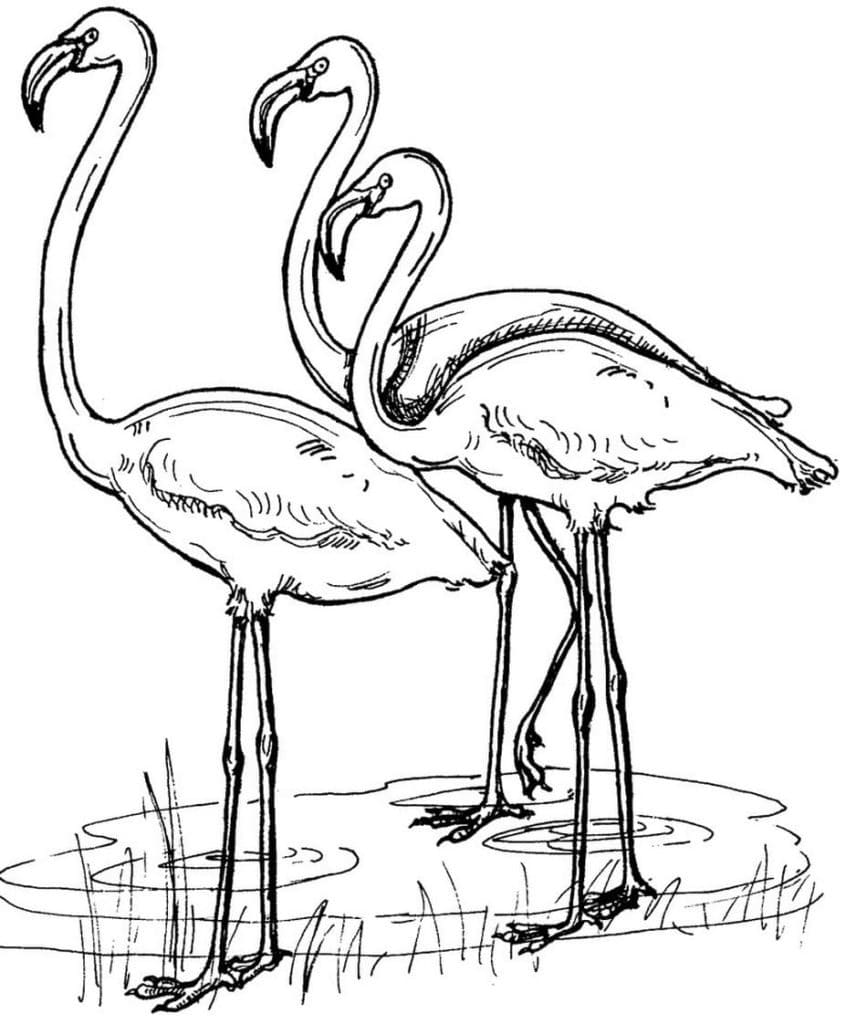 Målarbild Tre Flamingor