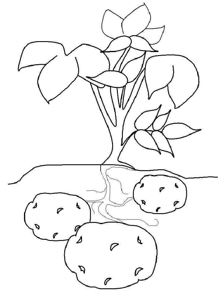 Målarbild Potatisplantan 2