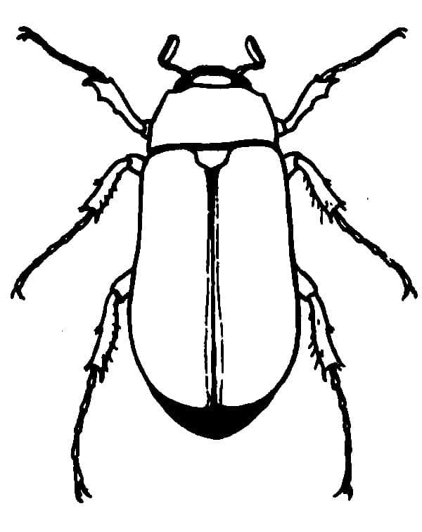 Målarbild Beetle Gratis för Barn