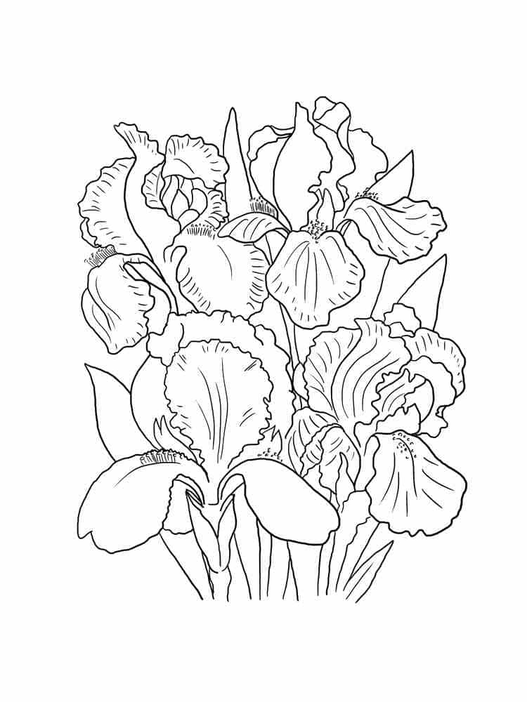 Målarbild Blommande Iris